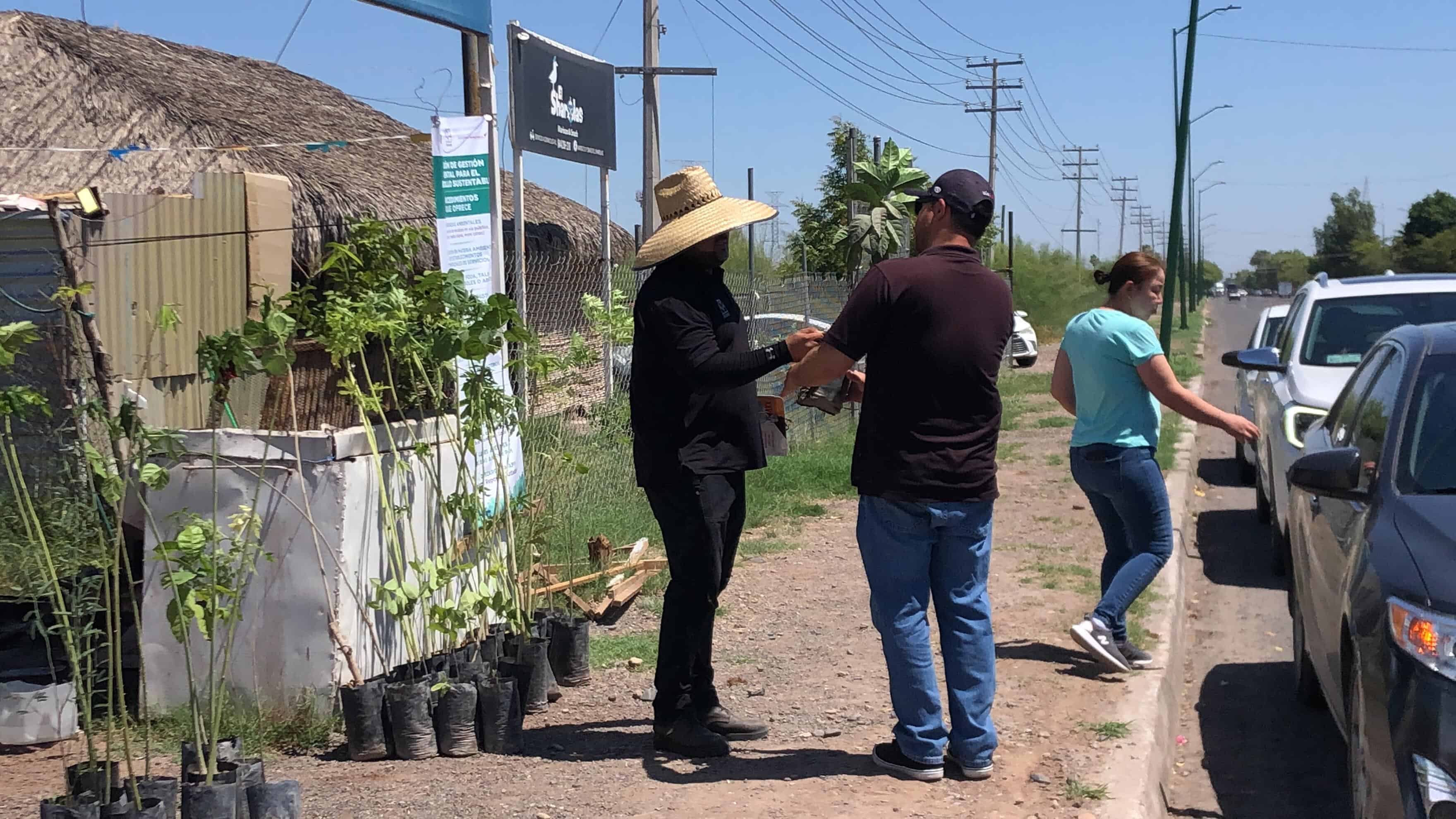 ¿Te interesa adoptar un árbol en Cajeme? Ecología Municipal donará esta semana