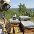 Avanza proyecto de apicultura en Álamos