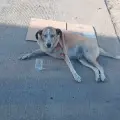 Quieren evitar muertes de animales por golpes de calor en Cajeme 