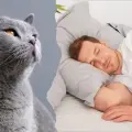 ¿Has soñado con gatos? Este es el significado detrás de esto, según los expertos