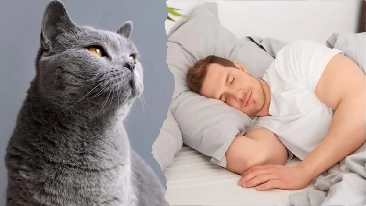 ¿Has soñado con gatos? Este es el significado detrás de esto, según los expertos