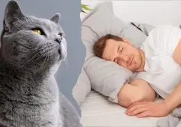 ¿Has soñado con gatos? Este es el significado detrás de esto, según los expertos