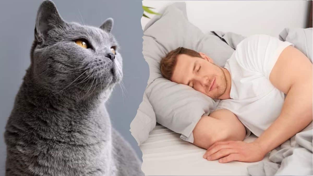 ¿Has soñado con gatos? Este es el significado detrás de esto, según los expertos