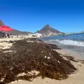Playa Algodones de San Carlos tiene presencia de sargazo: ¿qué es y por qué aparece?