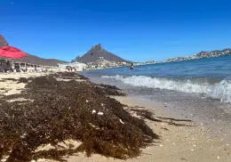 Playa Algodones de San Carlos tiene presencia de sargazo: ¿qué es y por qué aparece?
