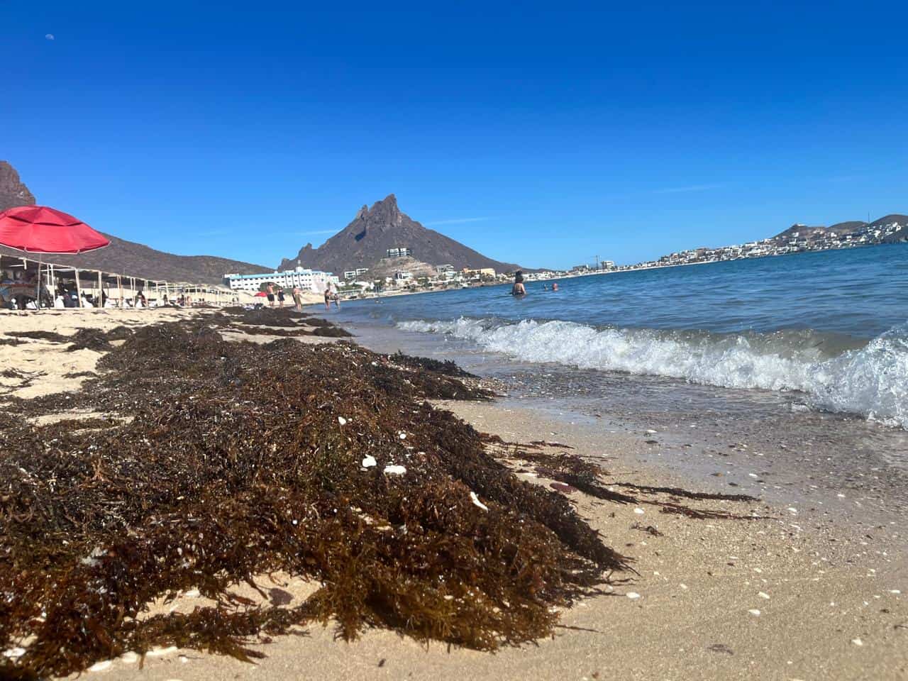 Playa Algodones de San Carlos tiene presencia de sargazo: ¿qué es y por qué aparece?