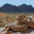 ¿Qué tipo de serpientes se pueden encontrar en Sonora y qué hacer si se me aparece una?