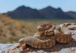 ¿Qué tipo de serpientes se pueden encontrar en Sonora y qué hacer si se me aparece una?