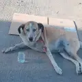 Quieren evitar muertes de animales por golpes de calor en Cajeme 
