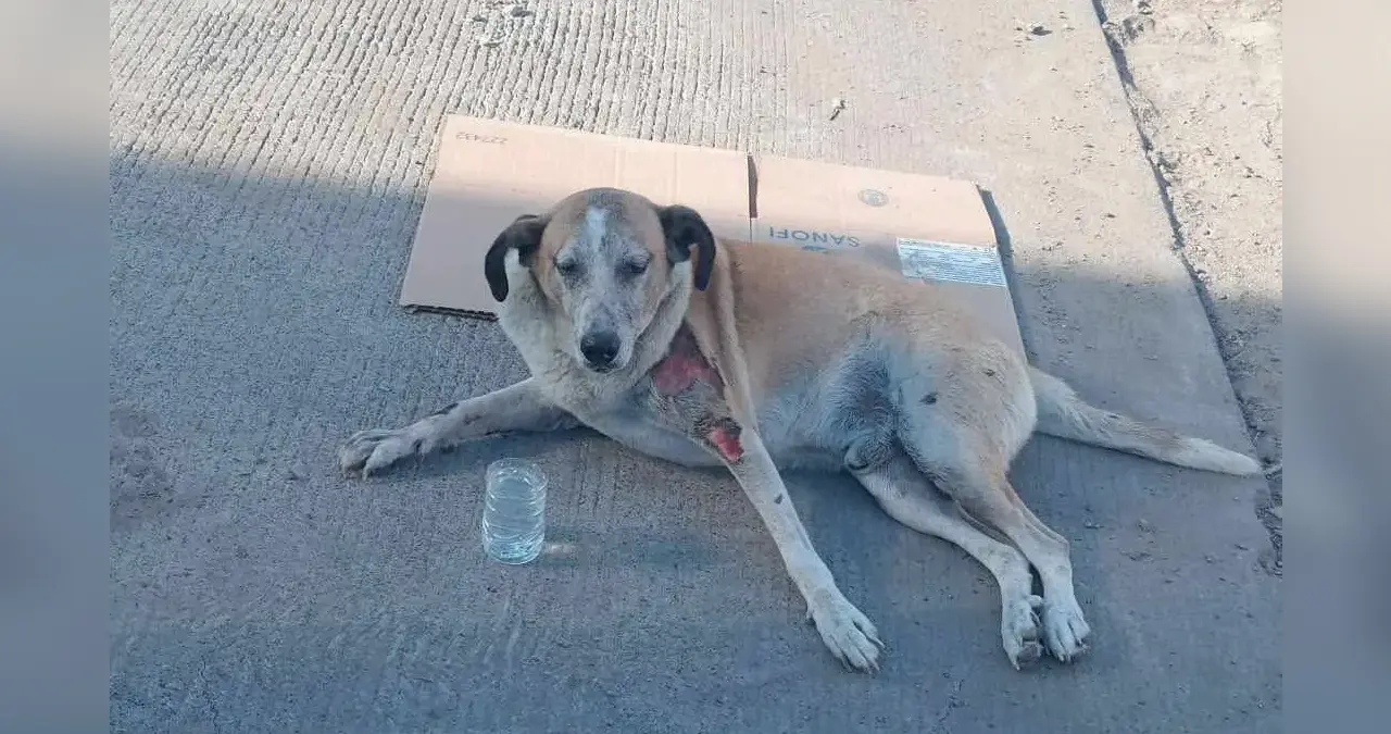 Quieren evitar muertes de animales por golpes de calor en Cajeme 