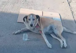 Quieren evitar muertes de animales por golpes de calor en Cajeme 