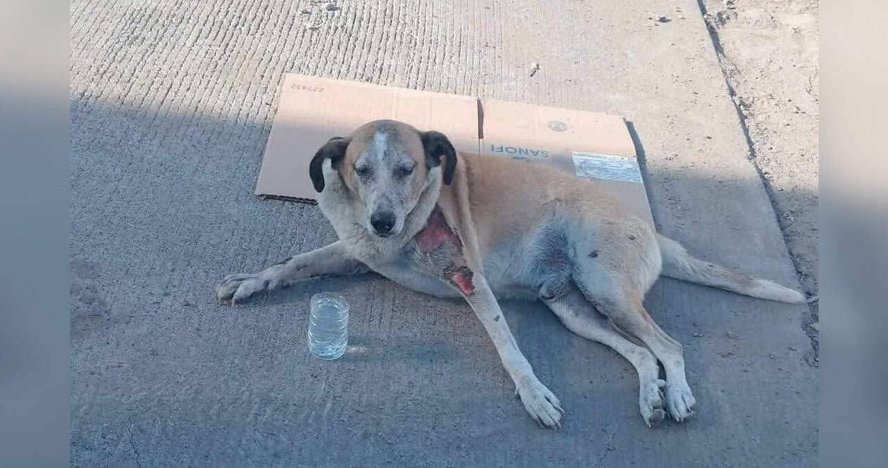 Quieren evitar muertes de animales por golpes de calor en Cajeme 