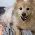 Truco viral: elimina el pelo de tu mascota de la cama o el sillón con este simple método