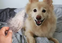 Truco viral: elimina el pelo de tu mascota de la cama o el sillón con este simple método