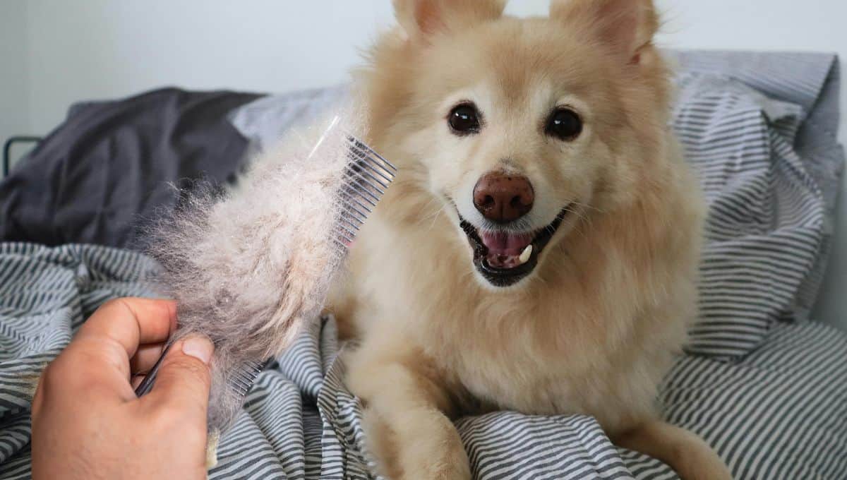 Truco viral: elimina el pelo de tu mascota de la cama o el sillón con este simple método