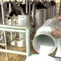 Cae producción lechera