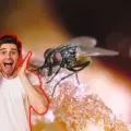 ¿Te comiste una mosca? Expertos revelan que le pasa al cuerpo tras este incidente