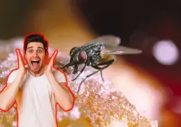 ¿Te comiste una mosca? Expertos revelan que le pasa al cuerpo tras este incidente