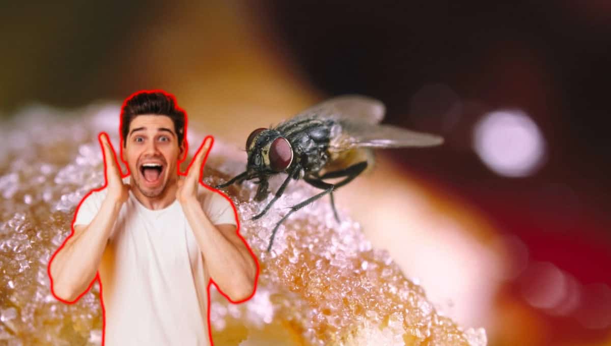 ¿Te comiste una mosca? Expertos revelan que le pasa al cuerpo tras este incidente