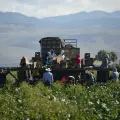 ¿Qué pasará con los migrantes que trabajan en el campo de EE. UU?