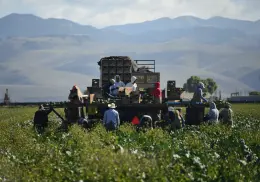 ¿Qué pasará con los migrantes que trabajan en el campo de EE. UU?