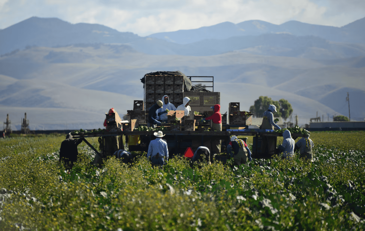 ¿Qué pasará con los migrantes que trabajan en el campo de EE. UU?