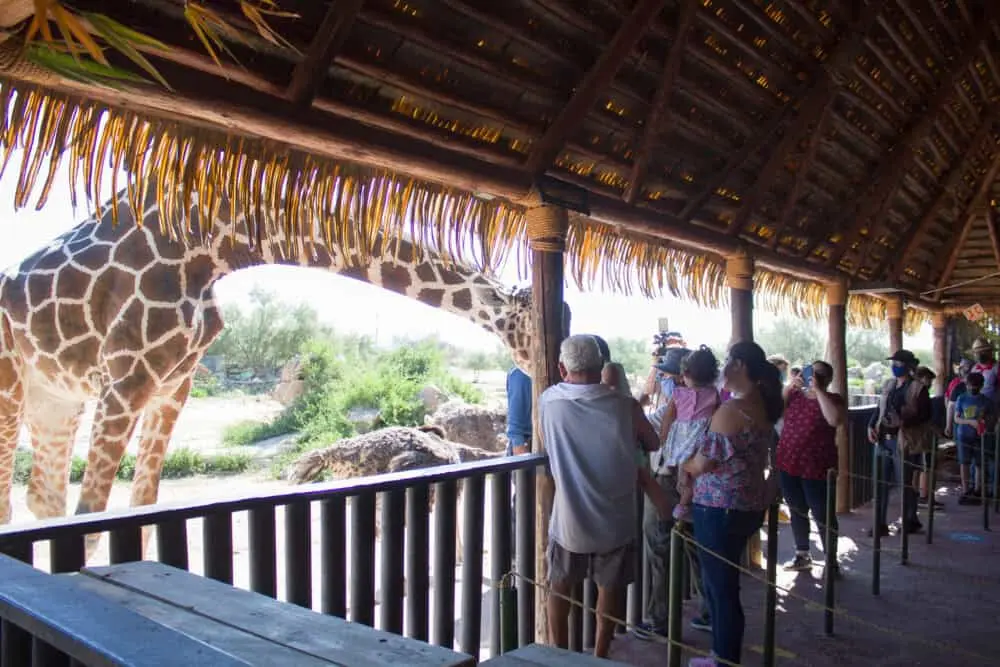 Entre los espacios más promovidos y queridos por los visitantes es el ecosafari y de lo más clásico que presenta el centro, es el observatorio astronómico, que se instaló tan solo 5 años después de la apertura del centro, es decir en 1990.