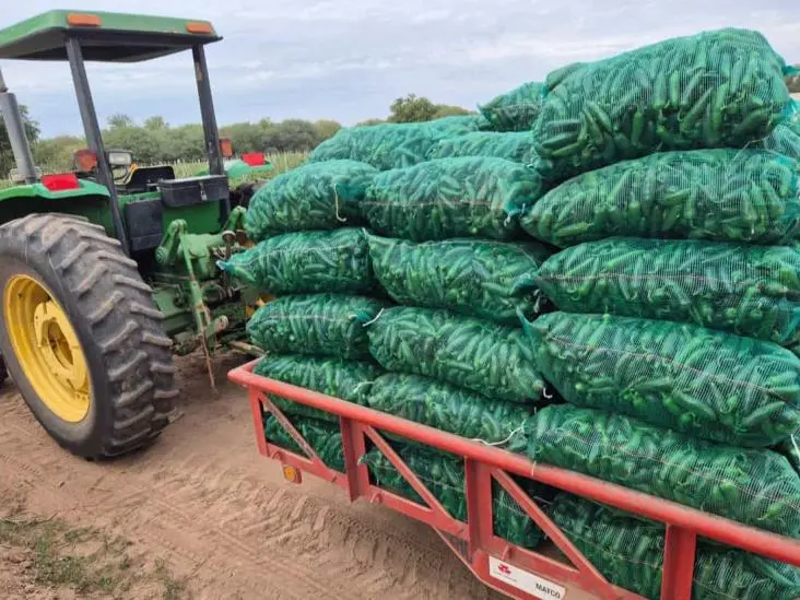Horticultores del sur de Sonora tienen un año complicado
