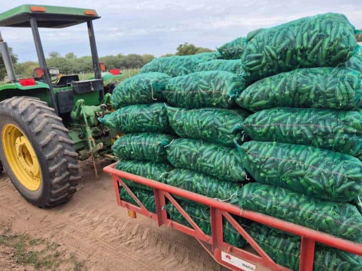 Horticultores del sur de Sonora tienen un año complicado
