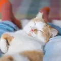 ¿Tu gato duerme en los pies de tu cama todos los días? Esta es la razón según expertos