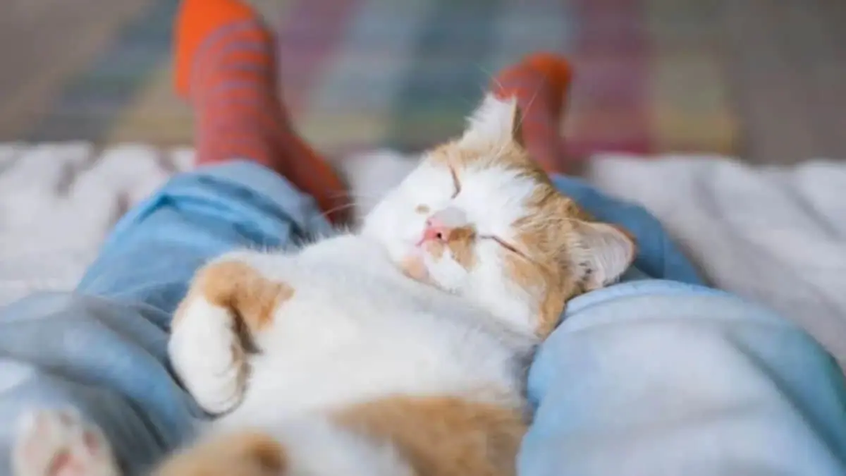 ¿Tu gato duerme en los pies de tu cama todos los días? Esta es la razón según expertos