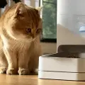 Este dispensador de comida para gatos de Xiaomi puede ser la solución ideal para personas que siempre están ocupadas