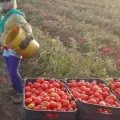 En Sonora productores tiran el tomate