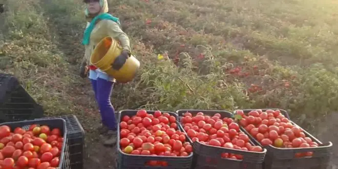 En Sonora tiran productores el tomate