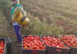 En Sonora productores tiran el tomate
