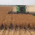 Avanza trilla de cártamo