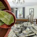 Utiliza las hojas de laurel de esta manera para atraer la abundancia al hogar, según el Feng Shui