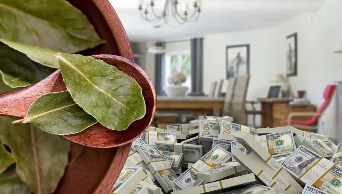 Mejora tus finanzas utilizando laurel /Pexels, PNGWing