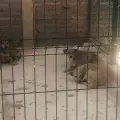 Centro de Control Animal recibe hasta 15 reportes diarios por perros callejeros