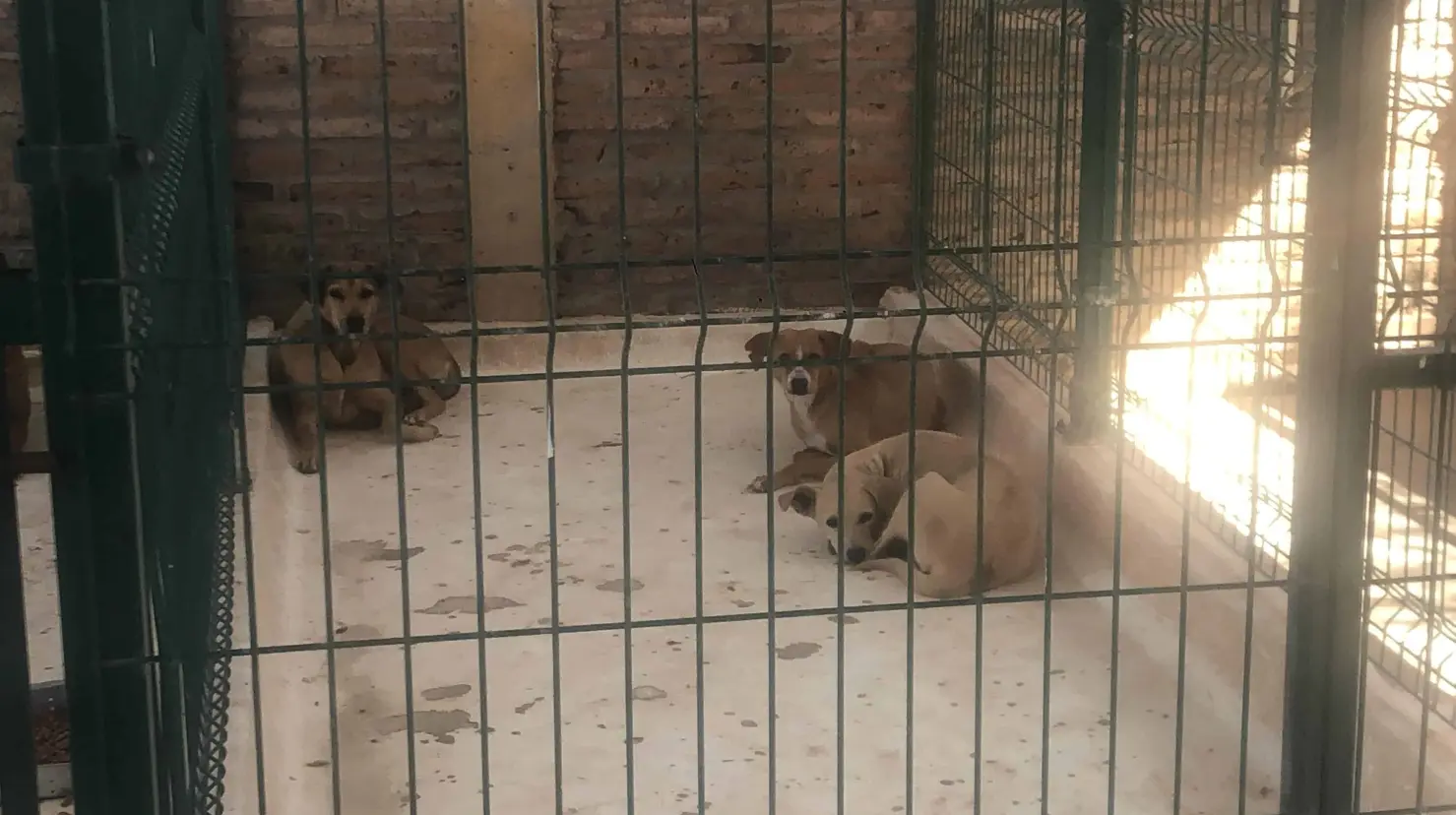 Centro de Control Animal recibe hasta 15 reportes diarios por perros callejeros
