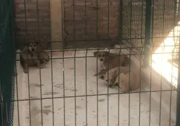 Centro de Control Animal recibe hasta 15 reportes diarios por perros callejeros