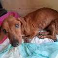 Protectora de Animales de Cajeme no soporta el maltrato animal