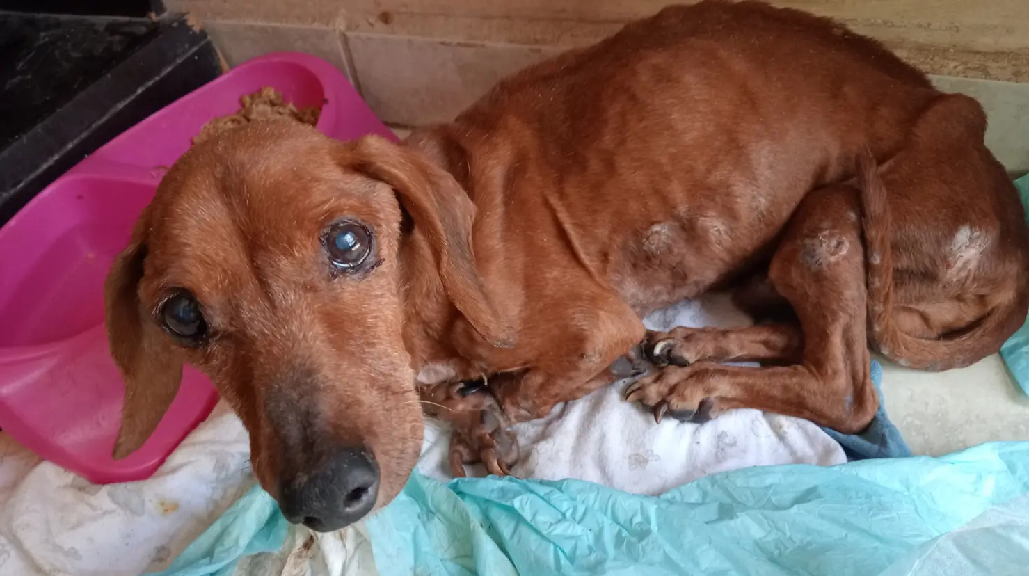 Protectora de Animales de Cajeme no soporta el maltrato animal