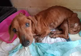 Protectora de Animales de Cajeme no soporta el maltrato animal