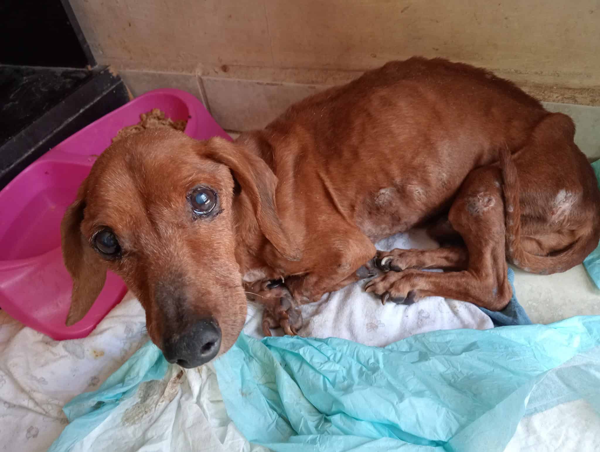 Protectora de Animales de Cajeme no soporta el maltrato animal