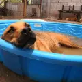 Llaman a vigilar mascotas por calor