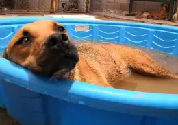 Llaman a vigilar mascotas por calor