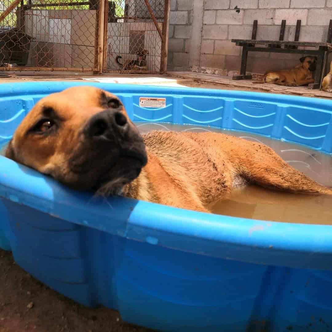 Llaman a vigilar mascotas por calor