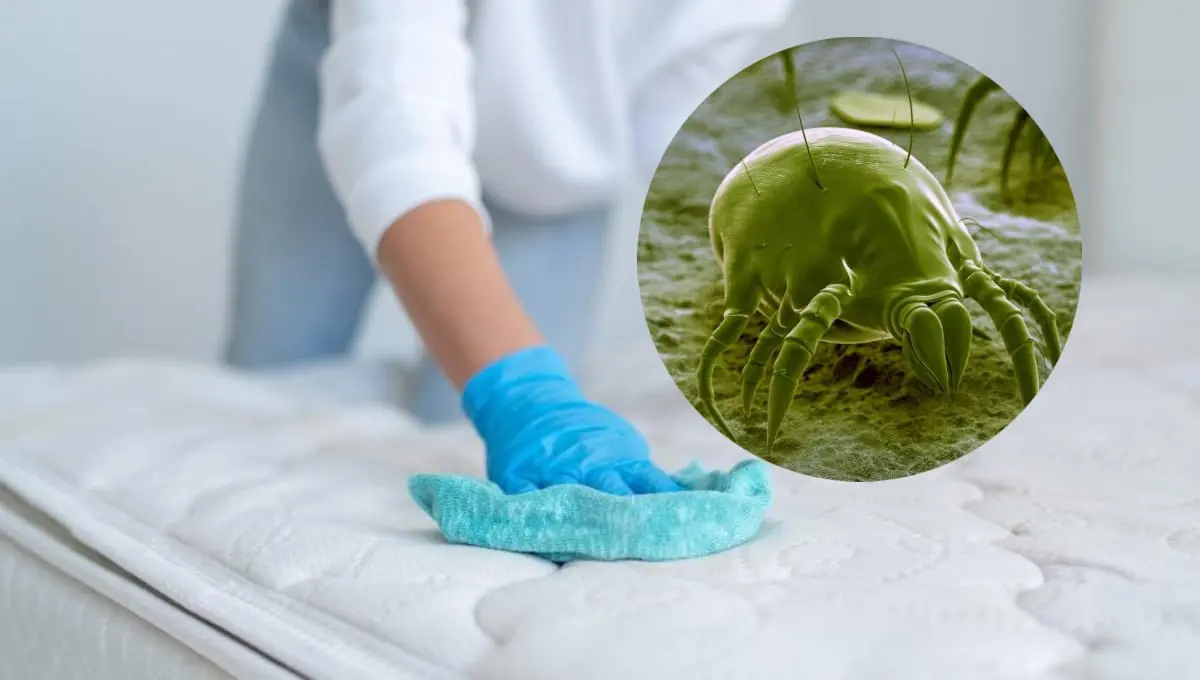 Así debes limpiar tu colchón para eliminar ácaros de manera rápida y sencilla. Foto: Original