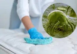 Así debes limpiar tu colchón para eliminar ácaros de manera rápida y sencilla